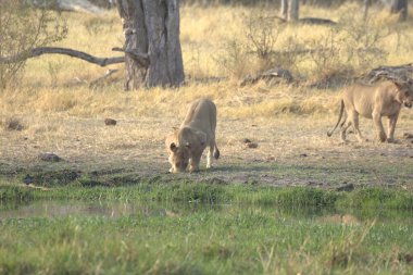 Kenya savanındaki aslan