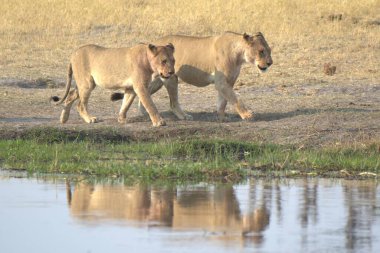 Suda bir çift aslan.