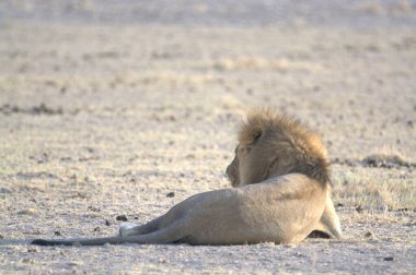 Afrika, Kenya savanındaki güzel aslan