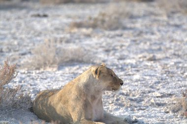 Etoşa Ulusal Parkı Namibya 'da Afrika Aslanı (panthera leo)