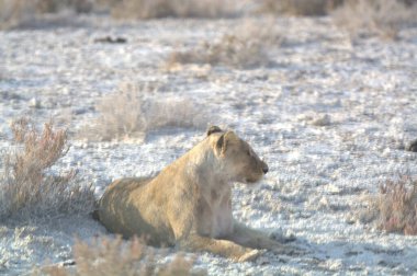 Afrika Namibya 'da vahşi aslan