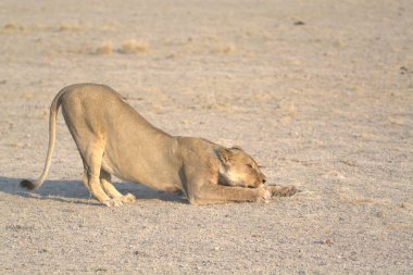 Kuru bir çalılıkta dişi aslan.