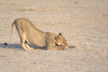 Savanadaki kuru zeminde dişi aslan.