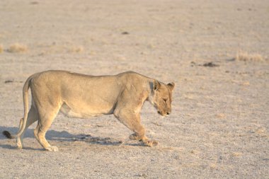 Çölde yürüyen bir aslan