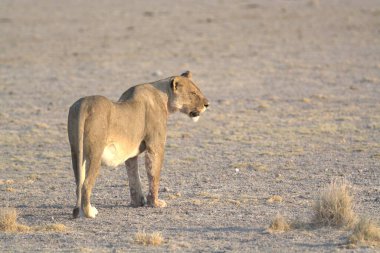 Namibya bozkırında güzel bir dişi aslan.
