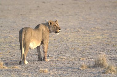 Namibya savanındaki aslan