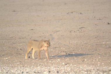 Çölde genç bir aslan.