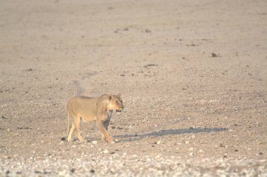Etoşa Ulusal Park Namibya 'sında aslan