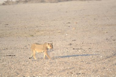 Vahşi Afrika aslanı kumda yürüyor.