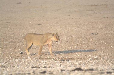 Etoşa Ulusal Parkı, Namibya 'da Afrika aslanı