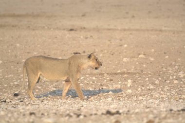 Genç aslan (panthera leo) çölde