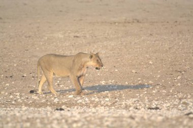 Namibya 'daki vahşi aslan