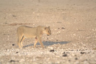 Afrika, Namibya 'da Etoşa' nın kumlarında yürüyen genç bir aslan.