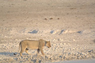 Beyaz aslan vahşi doğada