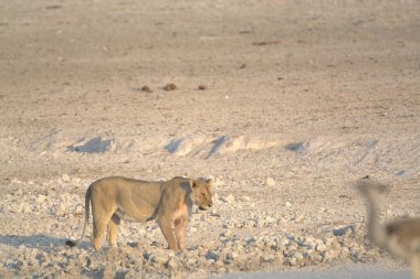 Savanadaki genç beyaz aslan
