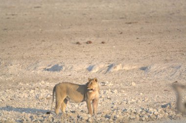 Aslan (panthera leo) vahşi doğada