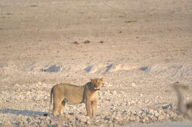 Çölün ortasında yürüyen genç bir aslanın güzel bir fotoğrafı.
