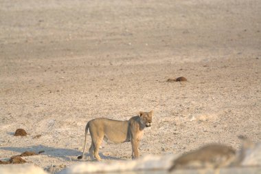 Namibya 'daki Etoşa Milli Parkı' nda bir aslan