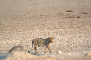 Namibya 'da yerde bir aslan