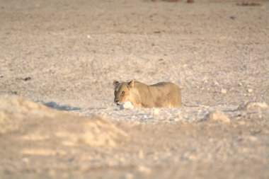 Vahşi Afrika aslanı, Panthera Leo