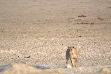 Namibya sahilinde bir aslan