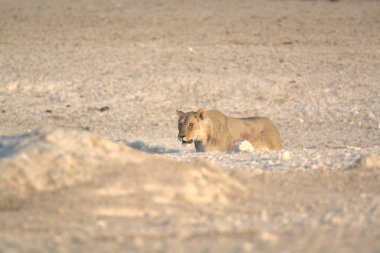 Kumda Afrika aslanı