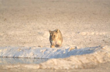 Vahşi hayvanlar, seçici odaklanma