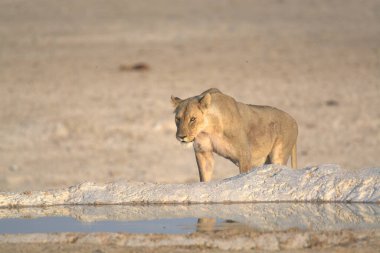 Aslan sudan su içiyor.