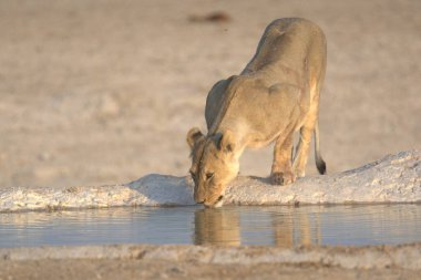 Bir erkek aslan sudan su içiyor.