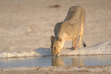 Afrika beyaz aslanı su birikintisinde su içiyor.