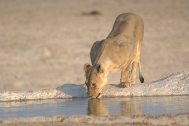 Afrika aslanı (panthera leo) Etoşa Ulusal Parkı, Namibya 'daki delikte içme suyu