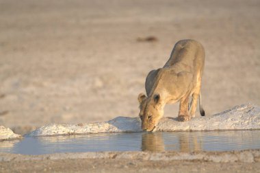 Suyun ortasındaki sudan su içen beyaz aslanın yakın çekimi.