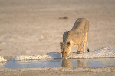 Beyaz - etosha - doğada namibya