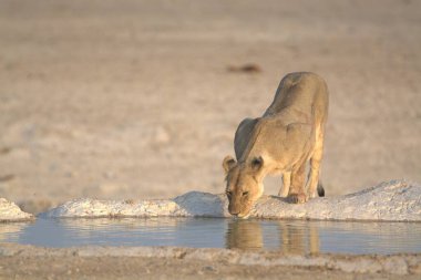 Su birikintisinden su içen beyaz bir aslan.