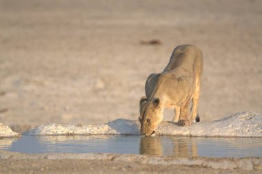 Gölün ortasındaki vahşi bir kuşun güzel manzarası