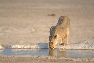 Etoşa Ulusal Parkı, Namibya 'daki su birikintisinden su içen güzel bir Afrika aslanı.