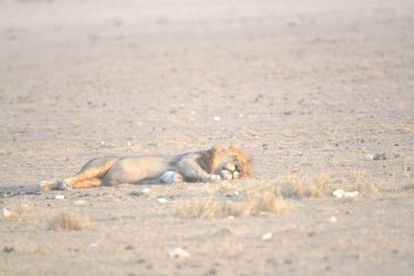 Afrika savanasında vahşi bir aslan