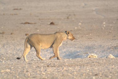Amerika Birleşik Devletleri savanındaki genç aslan.