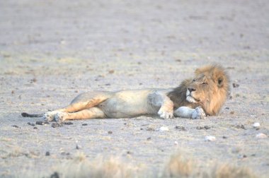 Savanadaki aslan, Kenya