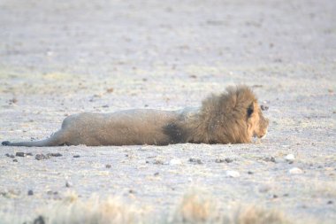 Aslan etkin ulusal park, Namibya