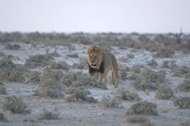 Afrika 'daki Etoşa Ulusal Parkı' nda aslan var.