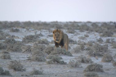 Aslan çölde yürüyor.