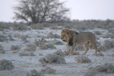 Namibya 'da Etoşa' da aslan