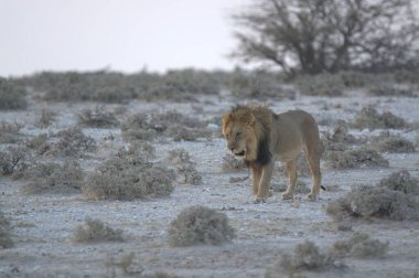 Kenya savanındaki aslan