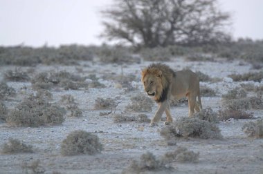 Aslan vahşi Afrika 'da