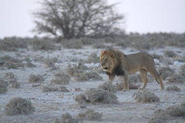 Kenya savanındaki aslan