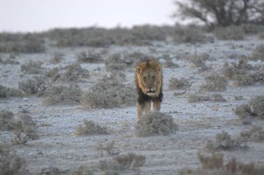 Utah çölünde vahşi bir aslan.
