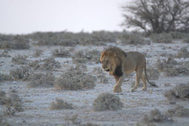 Afrika bozkırında vahşi bir aslan.