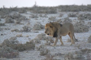 Etoşa Ulusal Parkı 'nda bir erkek aslan.