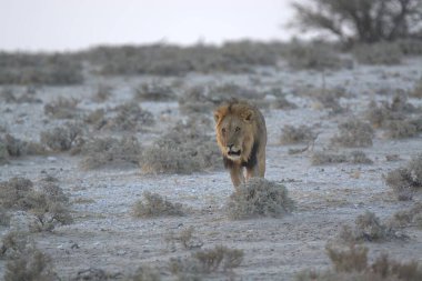 Çöldeki şirin bir aslanın yakın plan fotoğrafı.